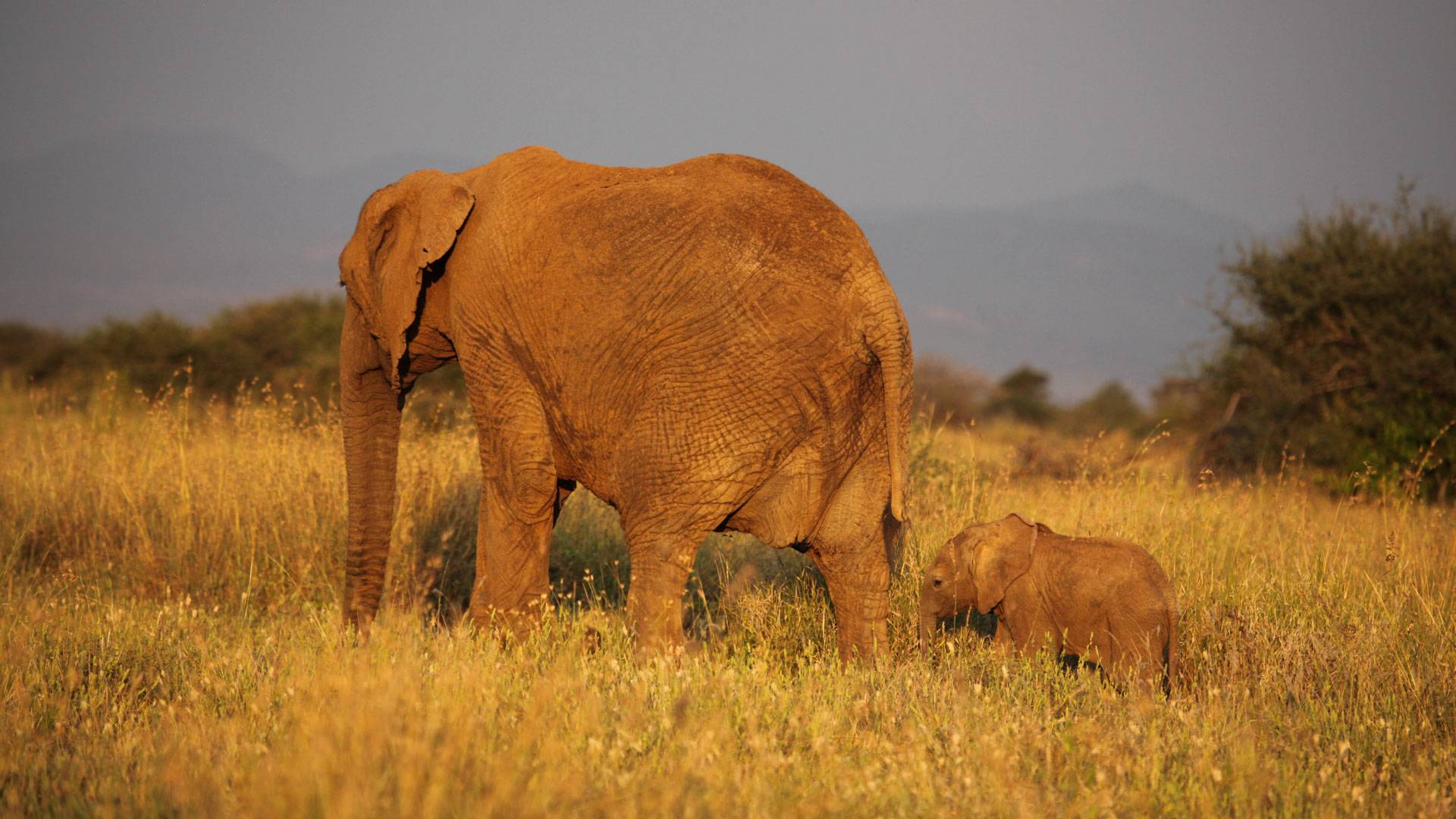 Elephants in the savanna
