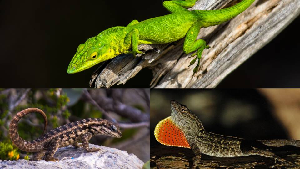 Lizards