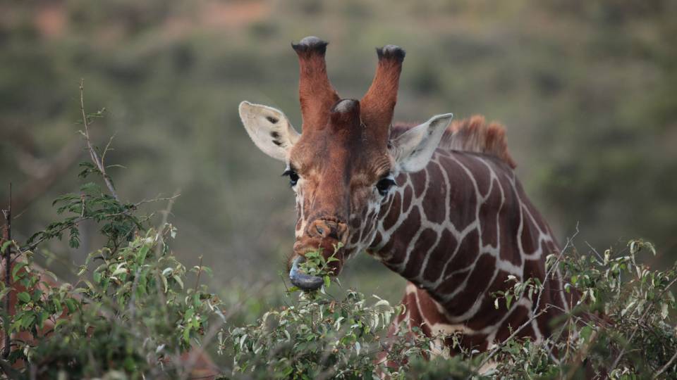 giraffe eating