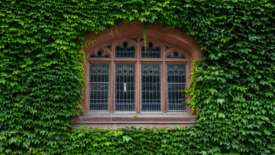 Gothic window surrounded by ivy on the Princeton campus