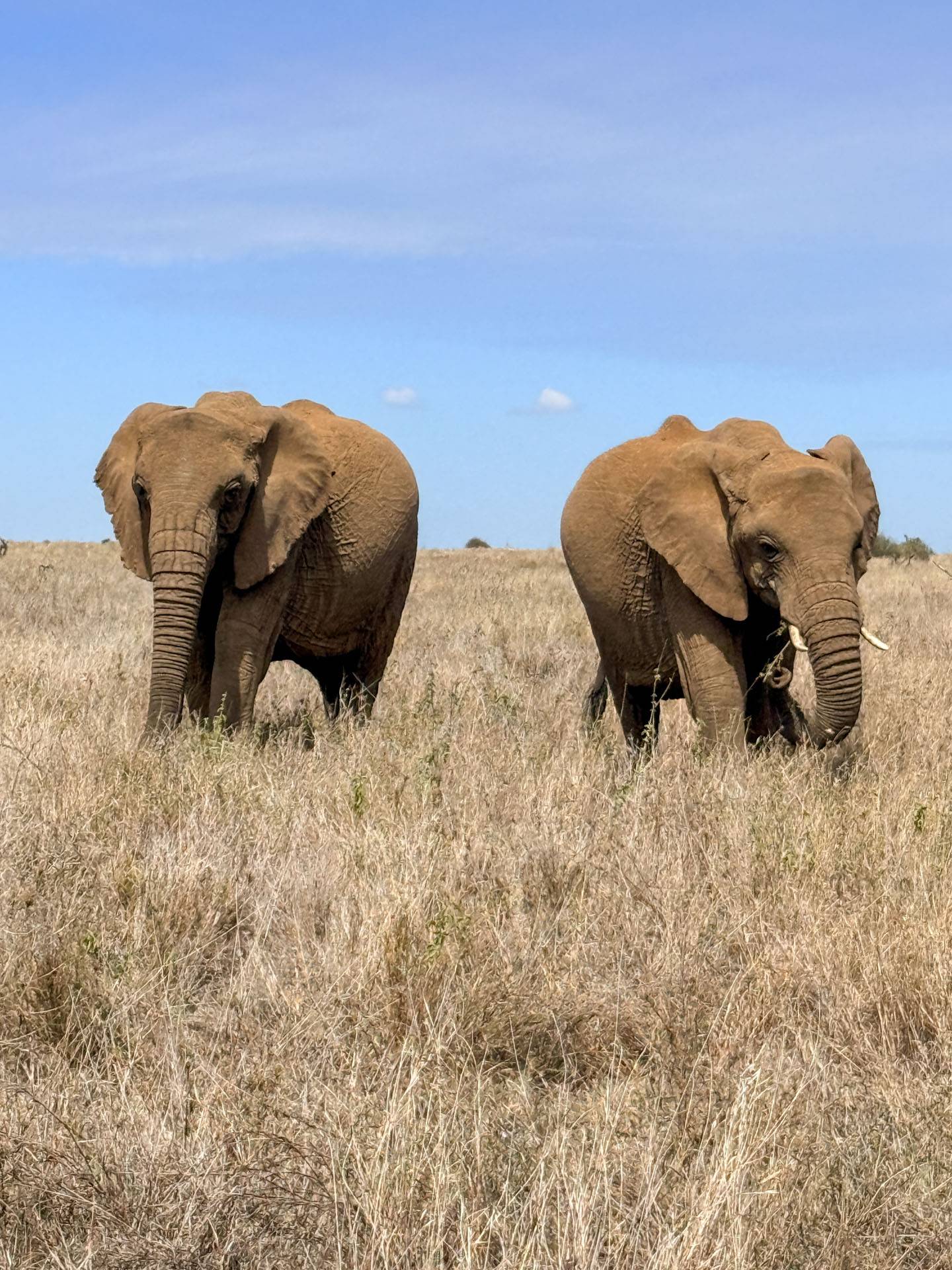 Two elephants, one with tusks and one without