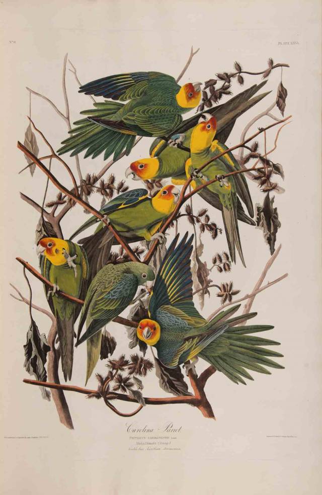 Audubon birds